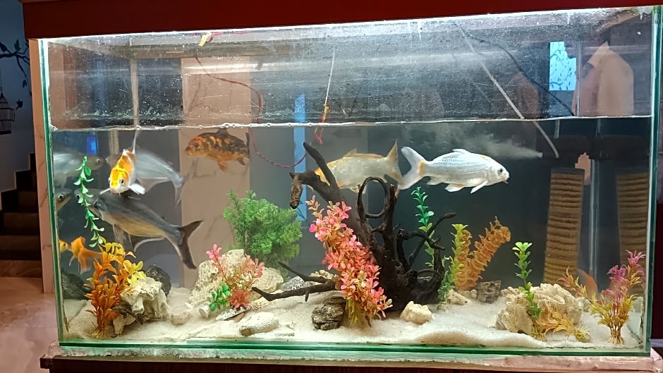 Hotel King Safire-Port Blair