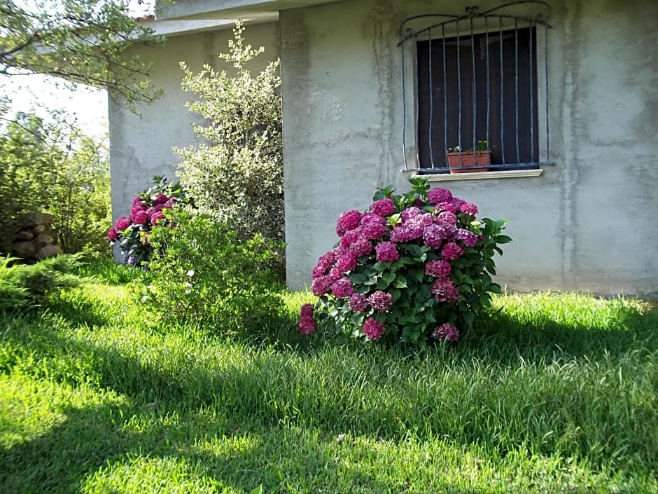 Il Vecchioliveto di Ornella