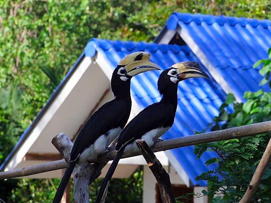 Baan Suan Kayoo 2 Buffalo Bay Aow Khao Kwai