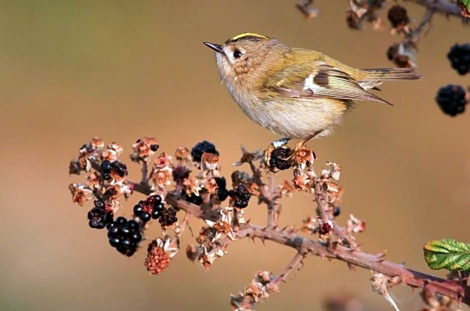 The Old Mill Shepherds Hut