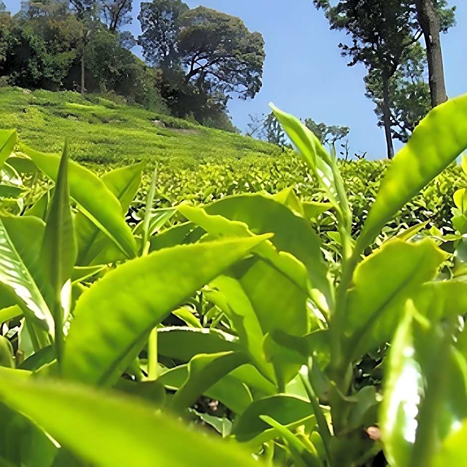 Oak-Ray Summer Hill Breeze Hotel