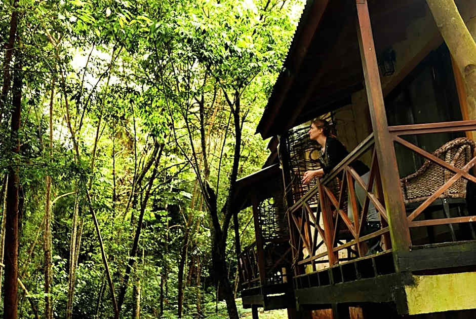 Selva de Laurel