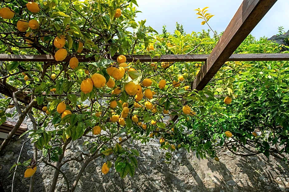Il Giardino Dei Limoni