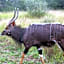 Ditholo Game Lodge Bela Bela