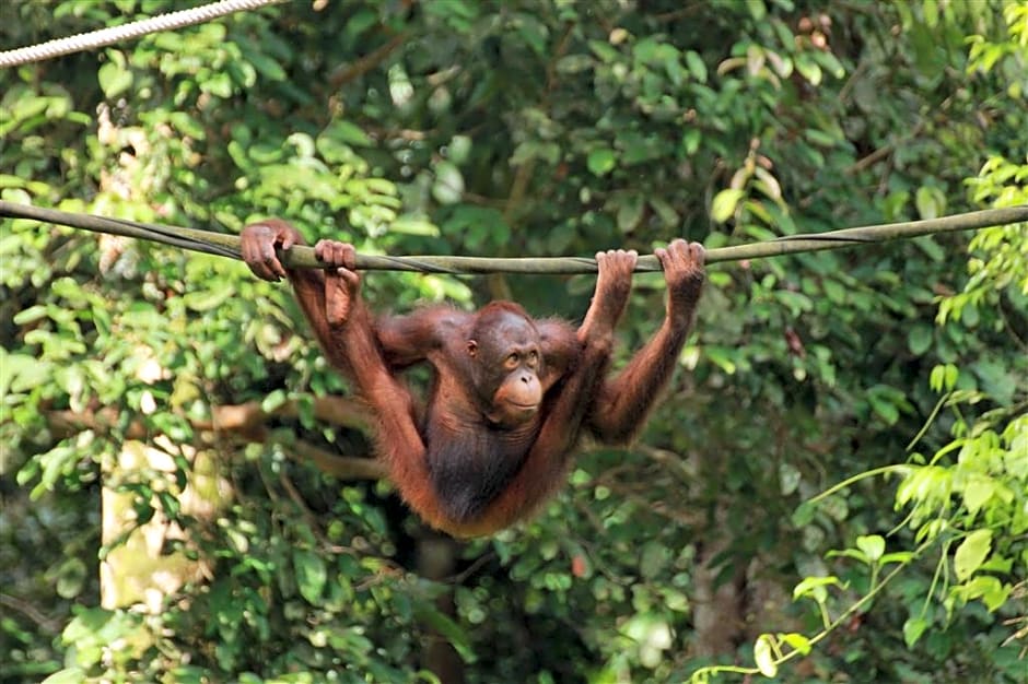 Four Points By Sheraton Sandakan
