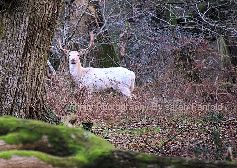 Rosedale Bed and Breakfast