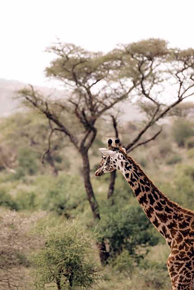 Melia Serengeti Lodge