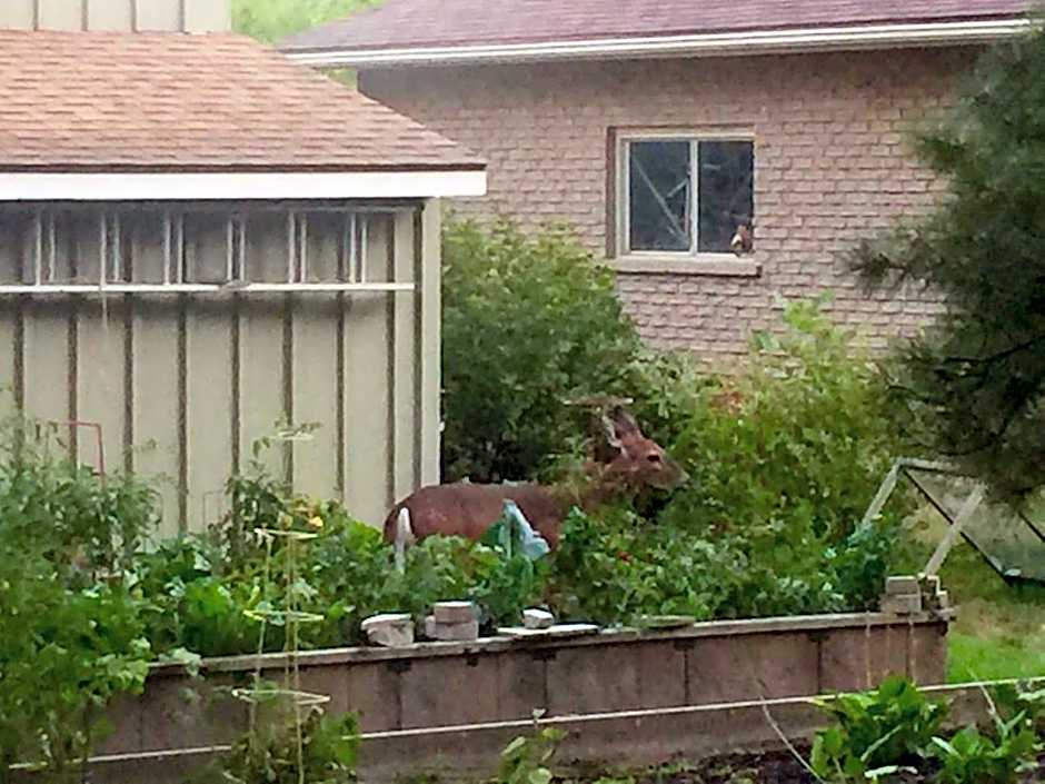 Cedar Gables Bed & Breakfast