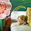 The Carlton Hotel, Atascadero – Paso Robles, a Tribute Portfolio Hotel