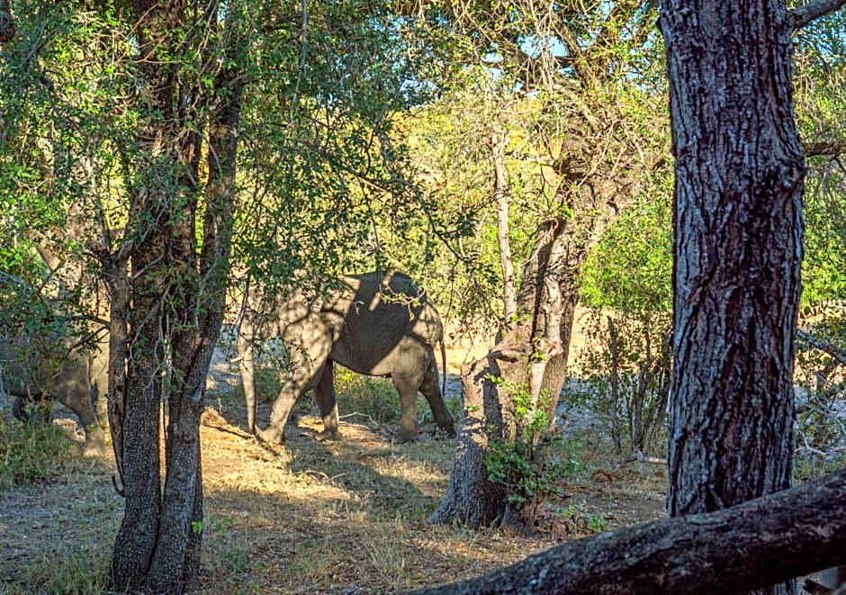 Motswari African Retreat & Walking Safaris by NEWMARK