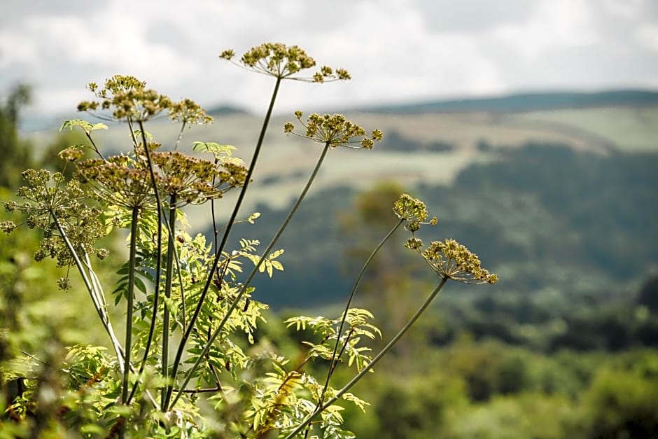 Belan Bluebell Woods Shepherds Hut