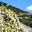 Il Glicine