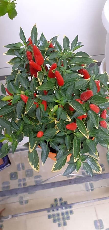 B&B Stella Scugnizza