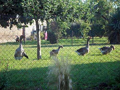 Les Colombes de la Baie du Mont Saint-Michel