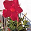 B&B Mario Relais