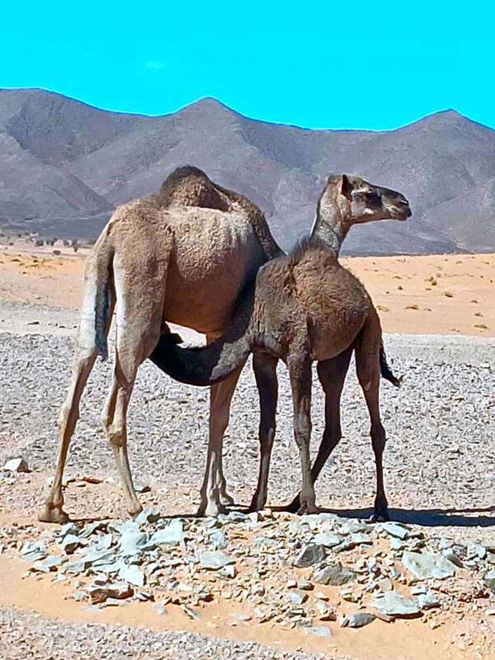 La Maison Rural Camp 4 Night