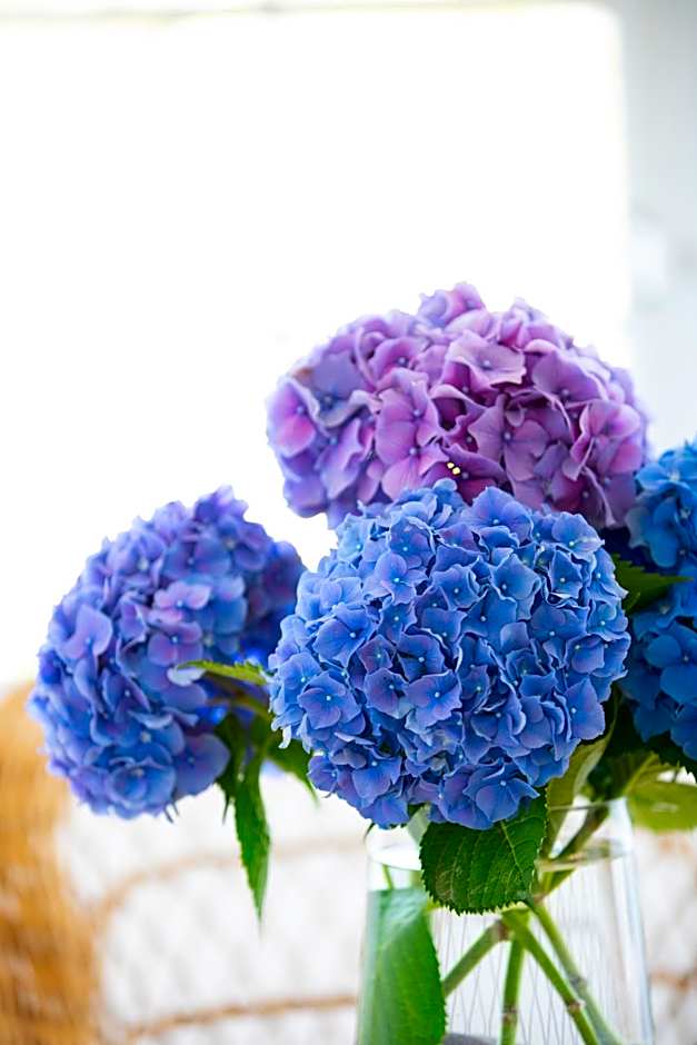 Hotel Leal - La Sirena