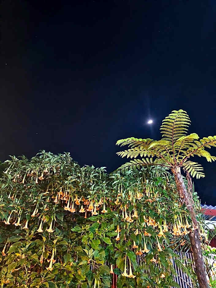 KOPIKUIN bromo homestay