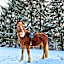 Centrul de Echitatie Poiana Brasov