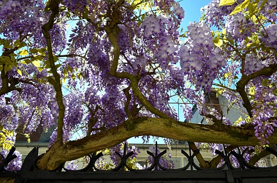 Wisteria