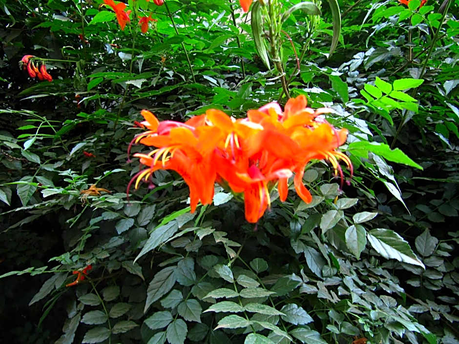 Korona Villa Bed & Breakfast