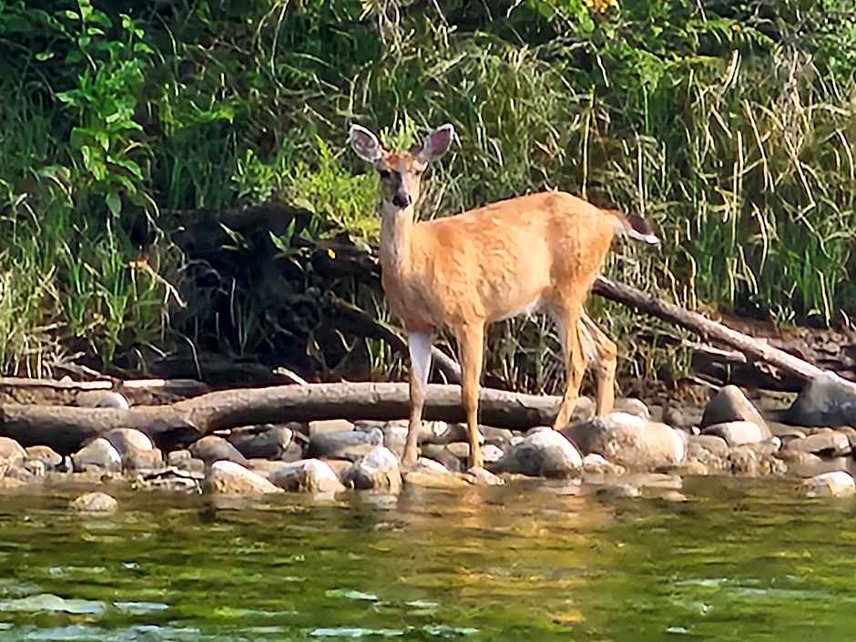 Campbell River Lodge