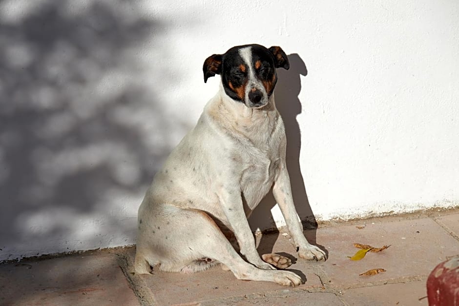 El Molino Estepona