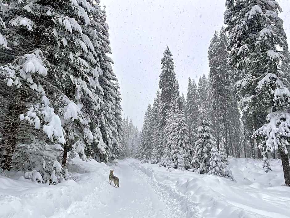 Apartmány Foresta Jasná