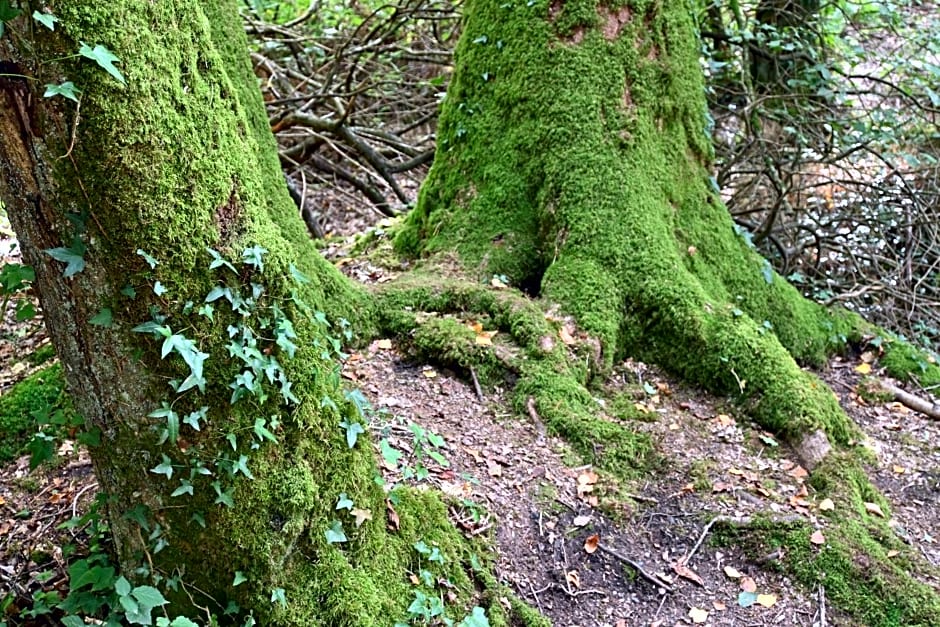 L'Hôtié de Brocéliande à Paimpont, au coeur des sites naturels et légendaires