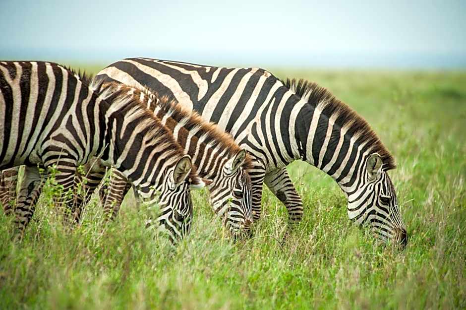 Lake Ndutu Luxury Tented Lodge