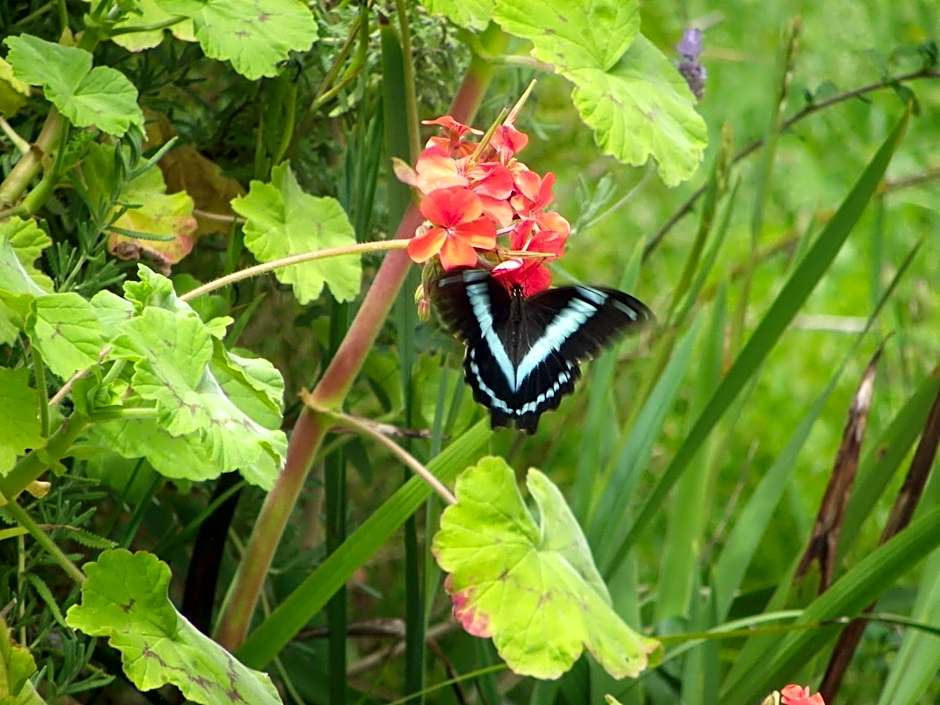 Masescha Country Estate