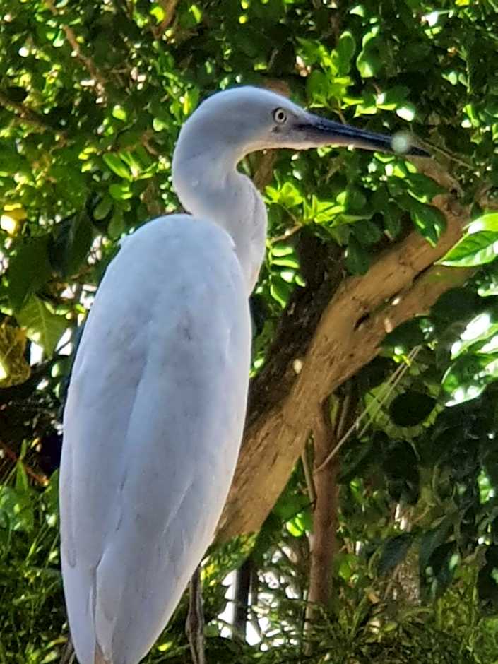 La Fleur BnB & Restaurant