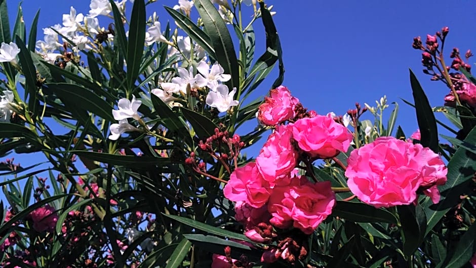 Suite & Spa Panoramic Olivars