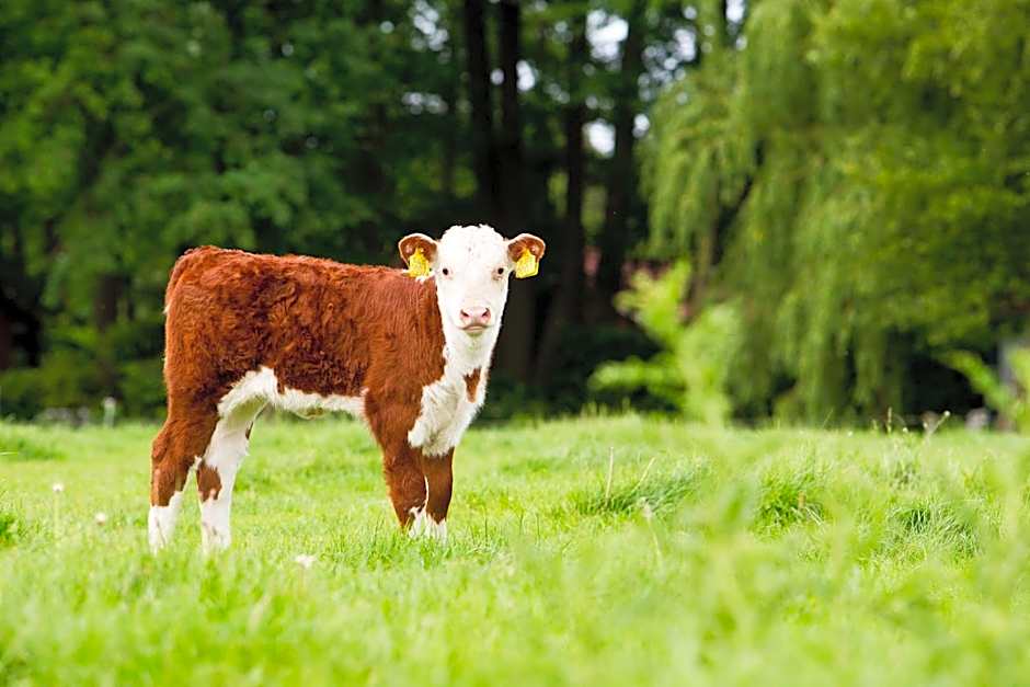 Hotel & Lodges Erve Bruggert