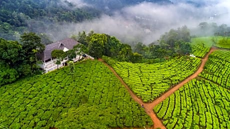 Tea Harvester