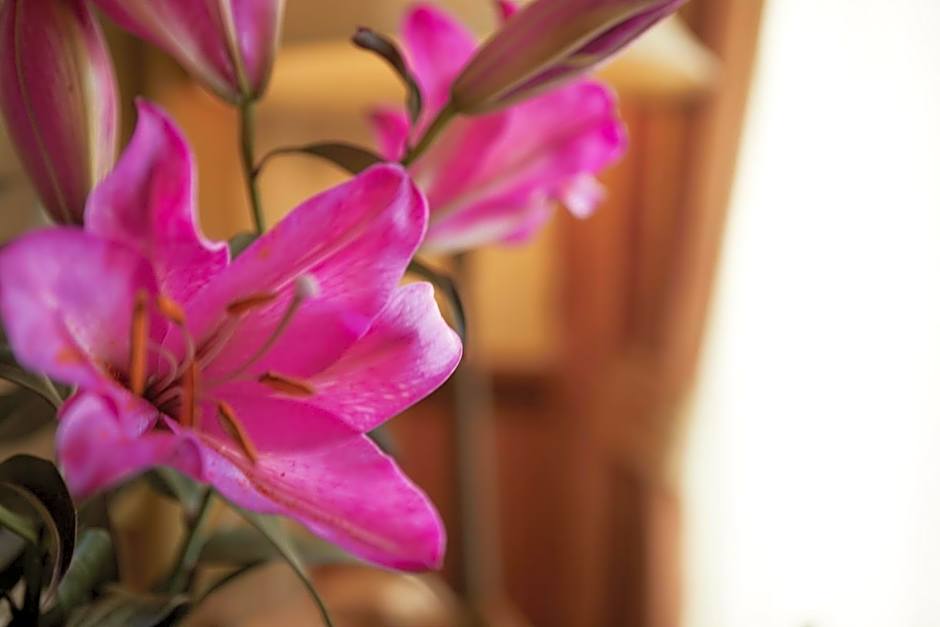 Ashburton House - B&B