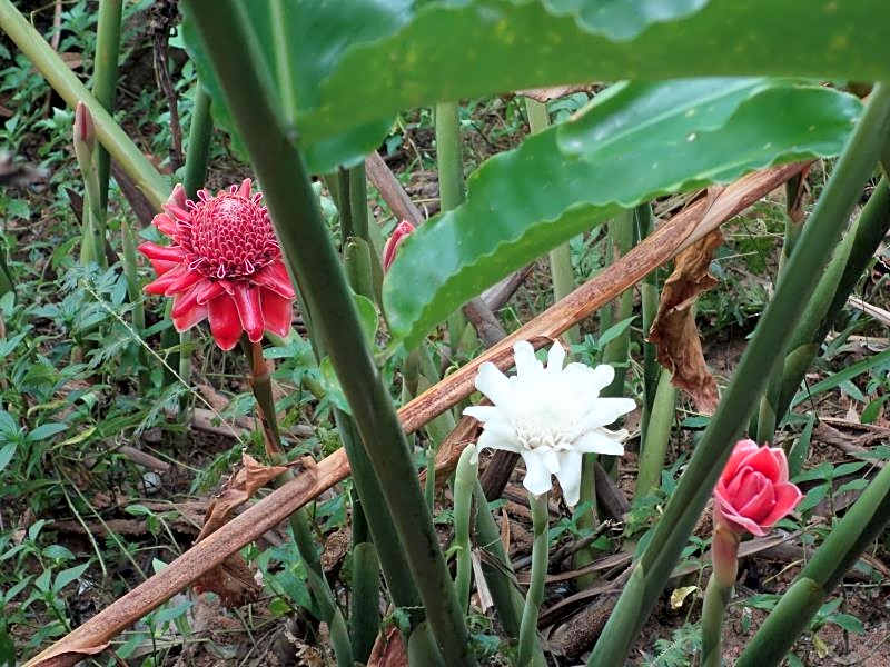 Khaolak Hillside Villa