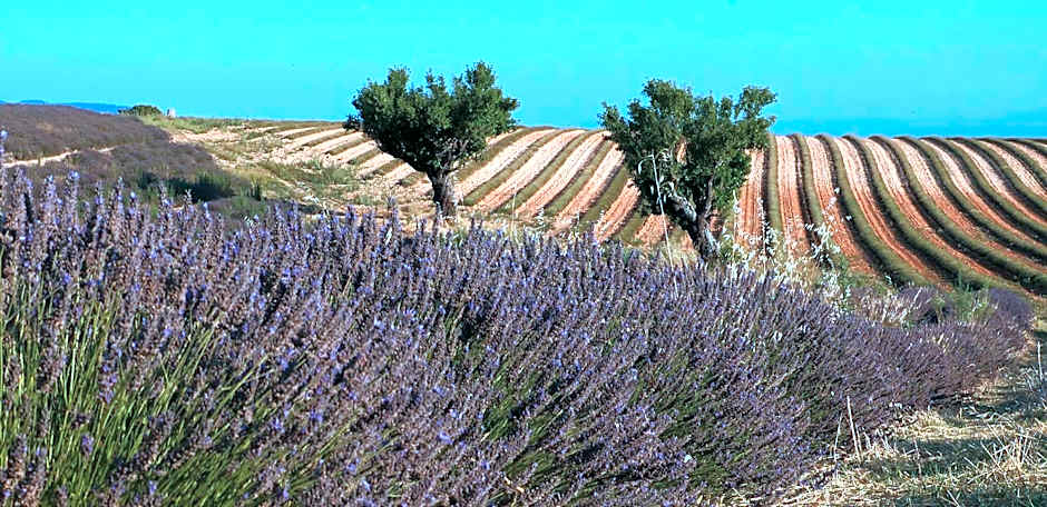 L'Hôtel du Terreau Logis de France