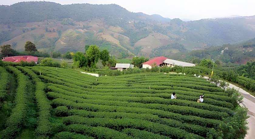 101 Tea Green View