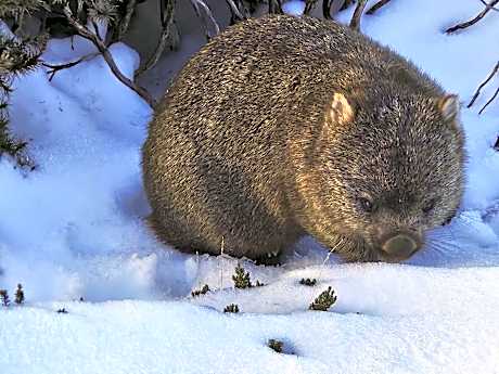 Cradle Alpine Retreat