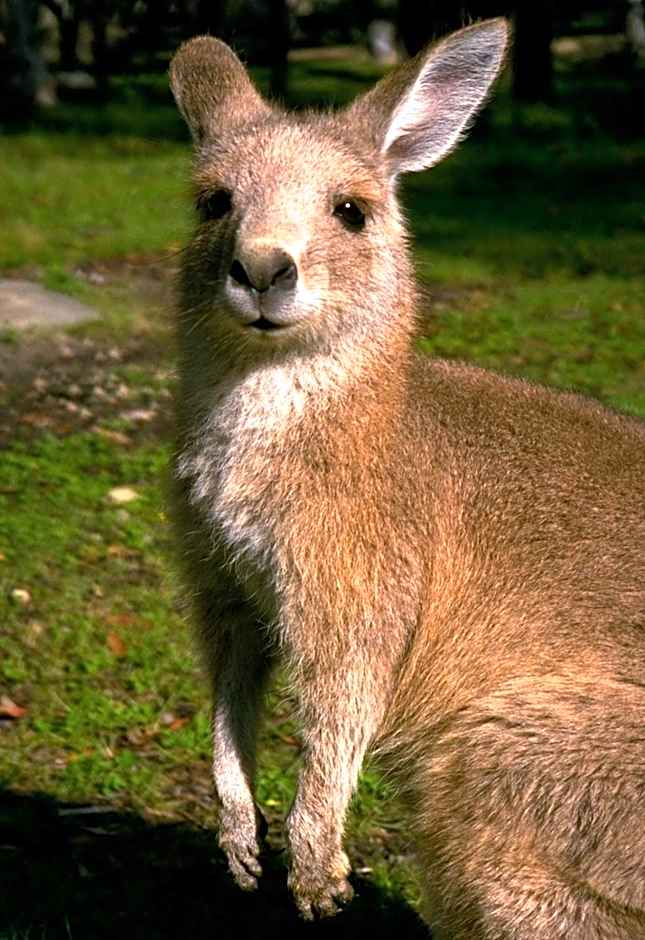 Kosciusko Tourist Park