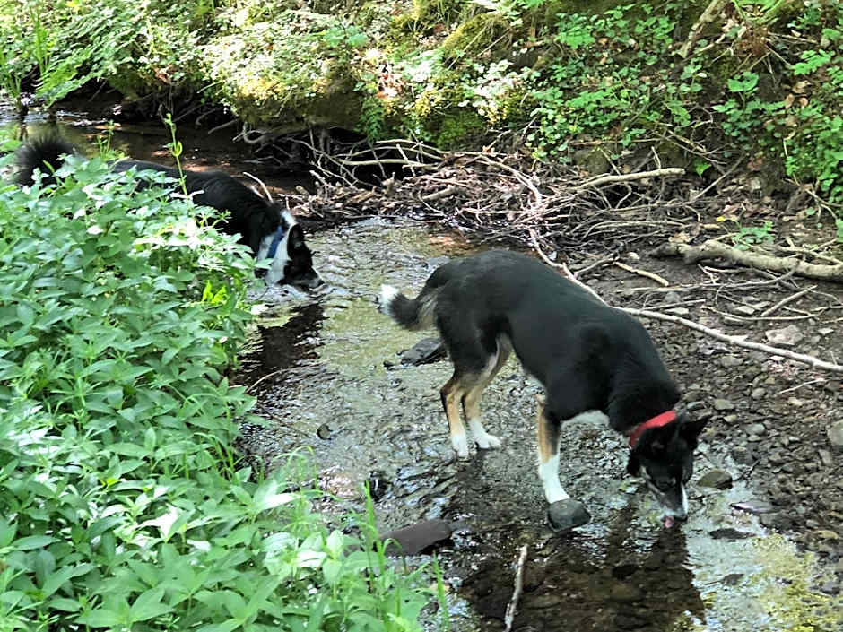 Coed y Marchog Woodland Retreat