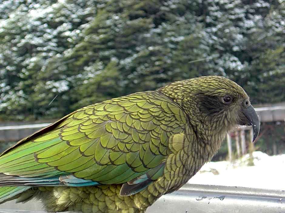 Arthur's Pass Alpine Motel