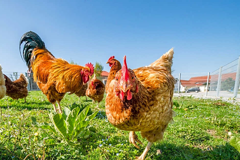 Hotel Hofgut Tiergarten
