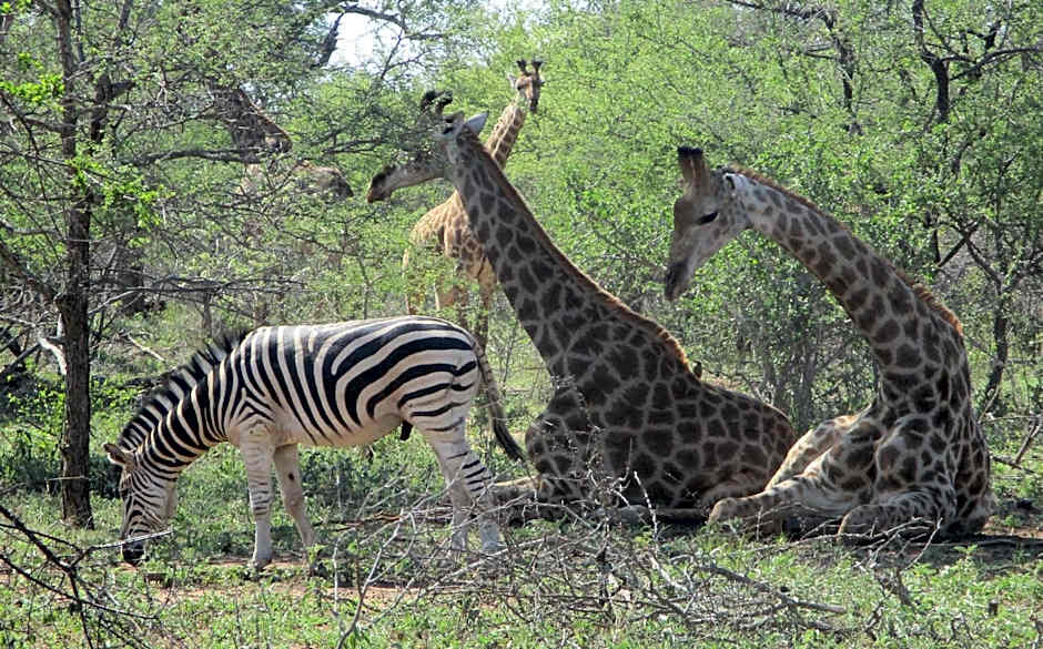 Woodpecker Lodge B&B