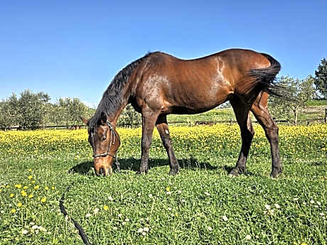 Tenuta Agricola Fonte Di Papa