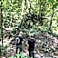 Green Forest Tangkahan