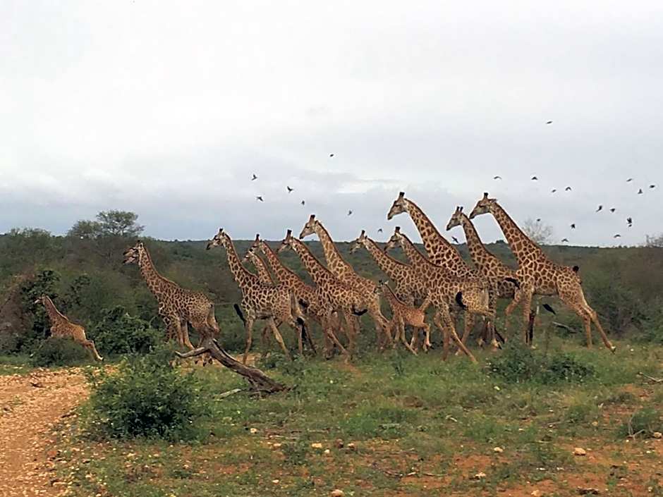 Makumu Private Game Lodge