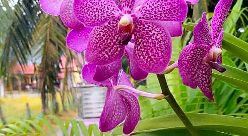 Ocean Lodge Langkawi