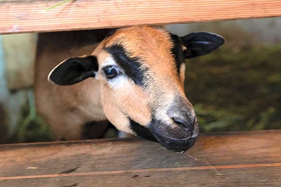 nawu apartments & Restaurant